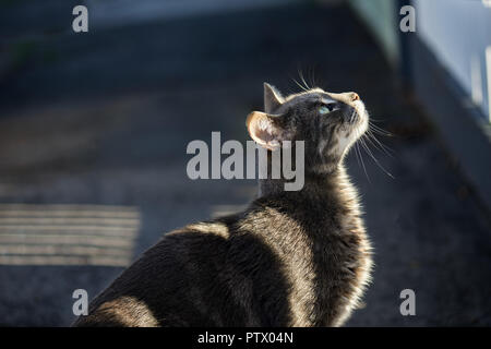 Grey cat about to jump a fence with lit by the low sun striped through a picked fence. Stock Photo
