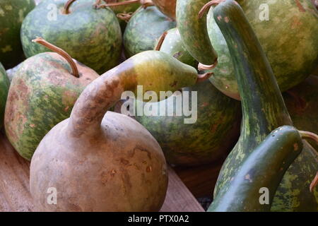 fall gourds for display and decorating Stock Photo