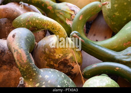 fall gourds for display and decorating Stock Photo