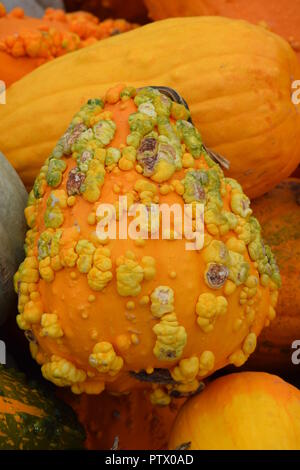 fall gourds for display and decorating Stock Photo
