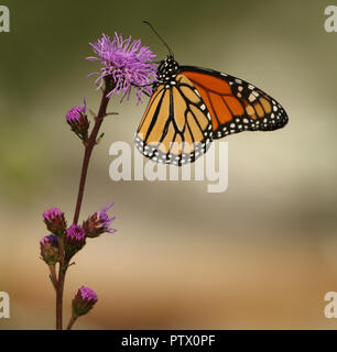 Monarch Butterfly Sipping Nectar from Purple Flower Stock Photo