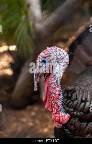 Close up of a male eastern wild turkey Meleagris gallopavo along the east coast of the United States Stock Photo