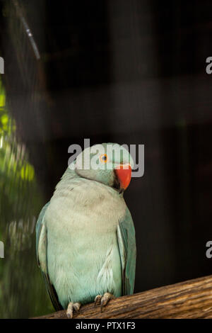 Pale blue Indian Ringneck Parakeet is also called the Noble Parakeed ...