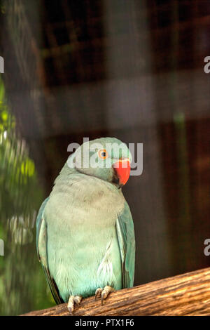 Pale blue Indian Ringneck Parakeet is also called the Noble Parakeed ...