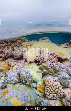 Coral reef, Niue Island, Niue Stock Photo