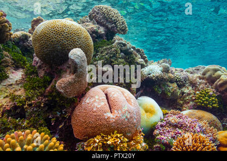 Coral reef, Niue Island, Niue Stock Photo