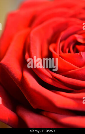 Close up vertical image of beautiful red rose. Shallow depth of field. Stock Photo