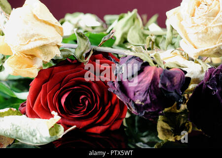 Fresh blooming red rose middle of faded flowers. Stock Photo