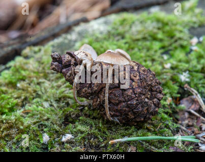 Conifercone Cap Fungus: Baeospora myosura. Growing on fallen pine cone. Surrey, UK Stock Photo