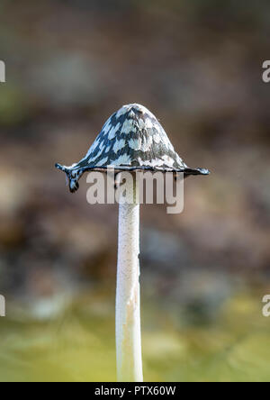 Magpie Fungus: Coprinus picaceus. Surrey, UK. Stock Photo