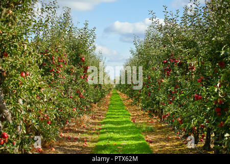 Apple on trees in orchard in fall season Stock Photo