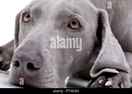 Portrait of an adorable Weimaraner dog - isolated on white background. Stock Photo