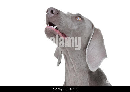 Portrait of an adorable Weimaraner dog - isolated on white background. Stock Photo