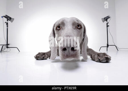Wide angle portrait of an adorable Weimaraner dog - isolated on white background. Stock Photo