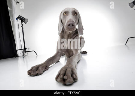 Wide angle shot of an adorable Weimaraner dog - isolated on white background. Stock Photo