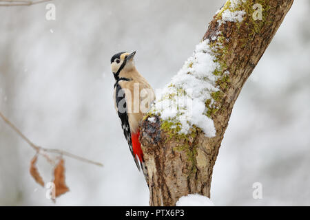 Great spotted woodpecker (Dendrocopos major) Stock Photo