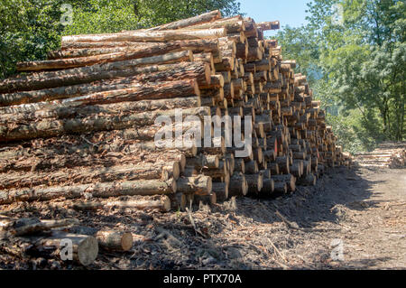 Logging. Tree trunks ready for transport in forest. Gipuzkoa, Basque Country Stock Photo