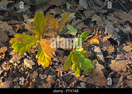 Fallen Oak leaves on forest floor in Autumn Stock Photo