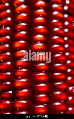 An abstract macro image depicting rows of unusual copper/ red coloured corn kernels on a corn cob Stock Photo