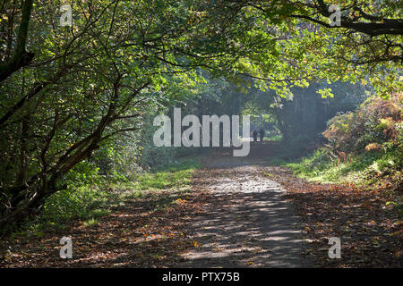 Woodland walk with walkers under tree canopy with light mist, Wales, UK Stock Photo