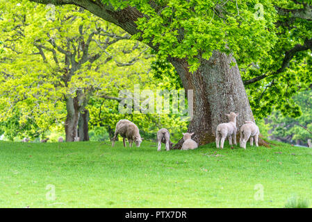Sheep under trees on a meadow with green grass in summer Stock Photo