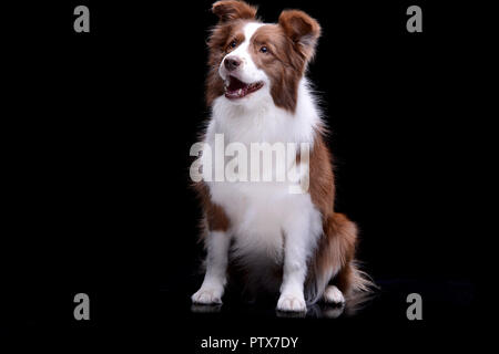 Studio shot of an adorable Border Collie sitting on black background. Stock Photo