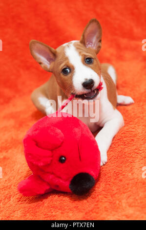 red puppy dog with plush toy mouse Stock Photo