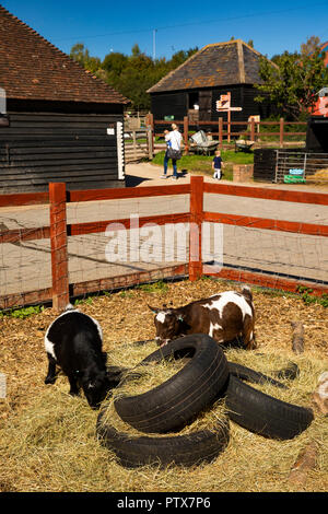 UK, Kent, Maidstone, Sandling, Kent Life open-air museum & heritage farm park, goats in Farmyard Stock Photo