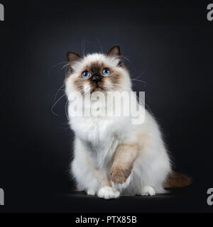 Excellent seal point Sacred Birman cat kitten with perfect white paws sitting / playing with on paw lifted and looking innocent up with blue eyes, iso Stock Photo