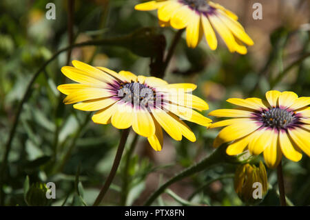 Sydney Australia, Osteospermum Serenity Blue Eyed Beauty flowers Stock Photo