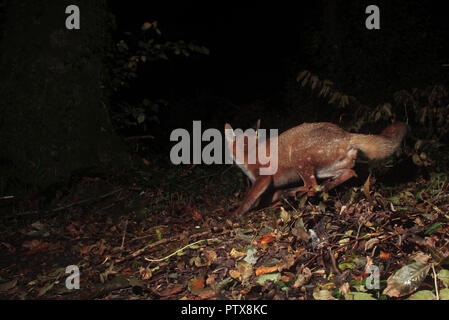 Red Fox running through a forest at night Stock Photo