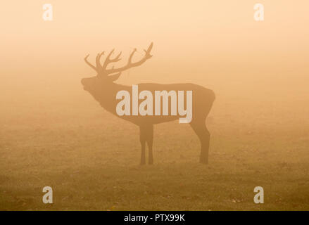 Deer stag in silhouette on a misty autumn morning at Wollaton Park, Nottingham Nottinghamshire England UK Stock Photo