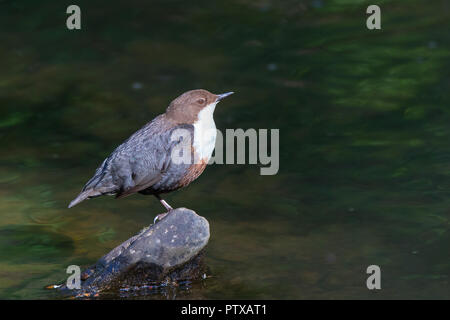 Detailed, side view close up of wild UK dipper bird (Cinclus cinclus) isolated on rock by shallow water of woodland stream, looking up in summer sun. Stock Photo