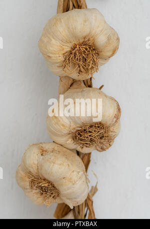 Garlic heads drying on the white wall Stock Photo