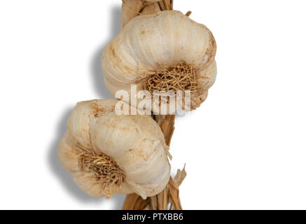 Two garlic heads drying on the white background Stock Photo