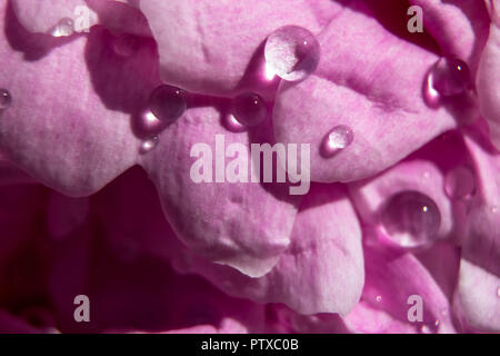 water droplets on a pink flower Stock Photo