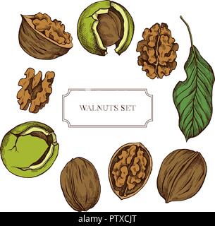 Vector collection of hand drawn walnuts highly detailed Stock Vector
