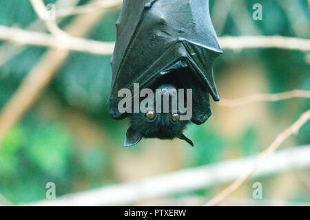 The large flying fox (Pteropus vampyrus), also known as the greater flying fox, Malayan flying fox Stock Photo