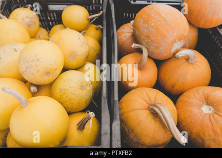 Close-up of 2 crates of yellow and orange pumkins/gourds: Autumn harvest for Thanksgiving and Halloween Stock Photo