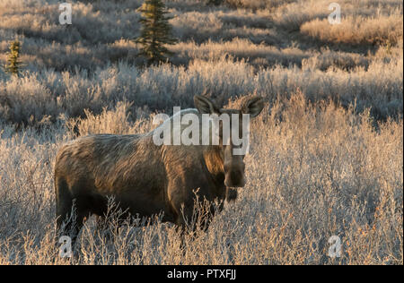Moose;  Cow; Autumn; Denali National Park, Alaska Stock Photo