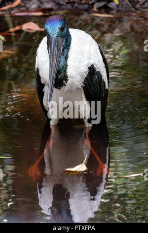 Jabiru at Australia Zoo Stock Photo