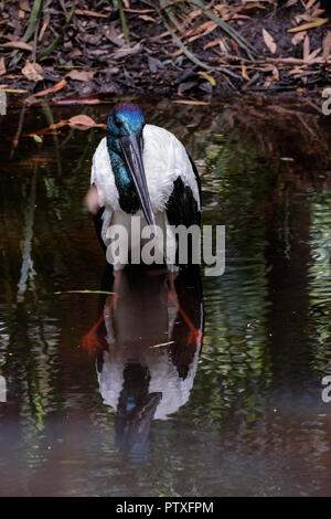 Jabiru at Australia Zoo Stock Photo