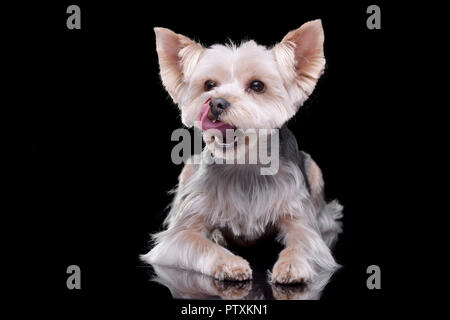Studio shot of an adorable Yorkshire Terrier lying on black background. Stock Photo