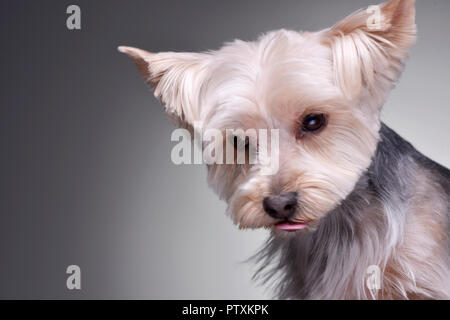 Portrait of an adorable Yorkshire Terrier - isolated on grey background. Stock Photo