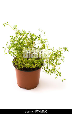 Pot with thyme plant isolated on white background Stock Photo