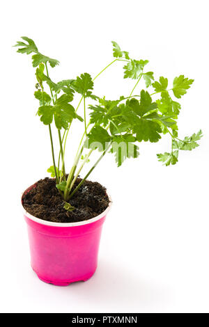 Pots with parsley isolated on white background Stock Photo