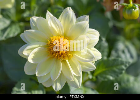 Close-up of white dahlia flower in the garden. Stock Photo