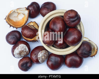 View of Conkers, the seed of the Horse Chestnut tree ( Aesculus hippocastanum ). They are attached to strings for use in a traditional children's game Stock Photo