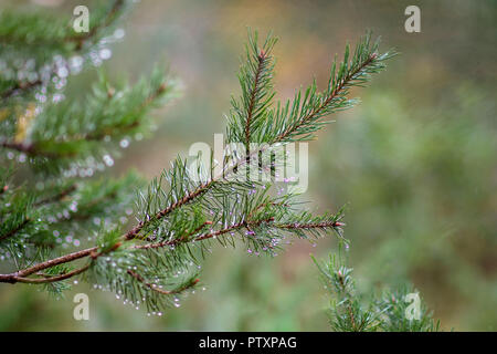 Branch of a coniferous tree with raindrops. Stock Photo