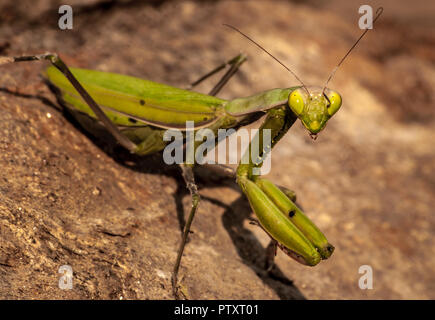 Green european praying mantis close up on a rock looking at the camera Stock Photo